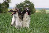 BARZOI 130